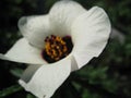 White hibiscus in the Crimea