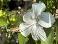 White Hibiscus Flower closeup (lat.- Hibiscus Royalty Free Stock Photo