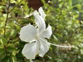 White Hibiscus Flower closeup (lat.- Hibiscus Royalty Free Stock Photo