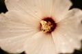 White hibiscus flower with a deep red center