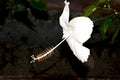 White hibiscus flower