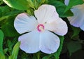 White Hibiscus flower with five large petals