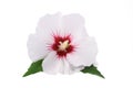 White hibiscus flower Royalty Free Stock Photo