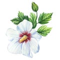 White hibiscus flower on isolated background, hand drawn watercolor painting. Tropical greeting card, clipart Royalty Free Stock Photo