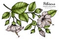 White Hibiscus flower and leaf drawing illustration with line art on white backgrounds Royalty Free Stock Photo