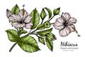 White Hibiscus flower and leaf drawing illustration with line art on white backgrounds Royalty Free Stock Photo