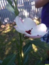 White hibiscus flower