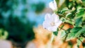 White hibiscus flower in an outdoor garden with a blurred background of green leaves for banner, postcard Royalty Free Stock Photo