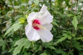 white hibiscus flower with pink heart close-up