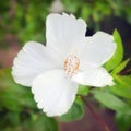 White Hibiscus flower or rose mallow flower close-up view