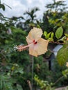 White Hibiscus Flower ( Sada Joba)