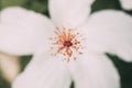 White hibiscus flower with selective focus. Macro view of stamen, pistil and pollen from white hibiscus. Hibiscus rosa-sinensis. Royalty Free Stock Photo