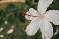 White hibiscus flower with selective focus. Macro view of stamen, pistil and pollen from white hibiscus. Hibiscus rosa-sinensis. Royalty Free Stock Photo