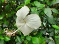 White hibiscus flower or shoeblackplant in the garden