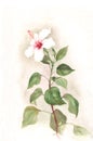 White hibiscus flower watercolor painting