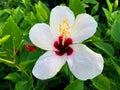 The white hibiscus flowers are blooming beautifully Royalty Free Stock Photo