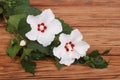 White hibiscus flowers Royalty Free Stock Photo