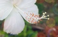 White Hibiscus Flowers or Bunga Kembang Sepatu Royalty Free Stock Photo