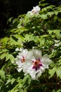 White Hibiscus flowers