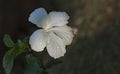 White hibiscus flowers are in full bloom with white stamens extending from the flower Royalty Free Stock Photo