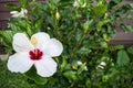 White Hibiscus flowers in the garden