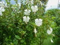 White Hibiscus Flowers and Plant in the Garden