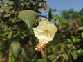 White Hibiscus flowers and seed oils are widely used in food, cosmetic, and pharmaceutical formulations