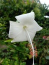 white hibiscus flowers wet by rainwater