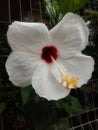 White hibiscus garden.