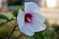 White hibiscus. Large flower bud. Place for text. Closeup, macro. Copy space