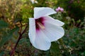 White hibiscus. Large flower bud. Place for text. Closeup, macro. Copy space