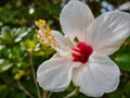 White hibiscus macro Royalty Free Stock Photo