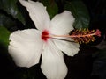 White hibiscus at night Royalty Free Stock Photo