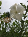 White Hibiscus with Raindrops Blossoming during Cloudy and Rainy Day in Kekaha on Kauai Island, Hawaii.