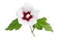 White hibiscus with red in the center, with leaves, isolated on white background