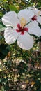 White hibiscus,red on the center. White yellow pistil. Green leaves. Grow in the garden