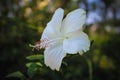 White Hibiscus rosa-sinensis Flower blur background Royalty Free Stock Photo