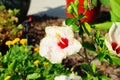 white Hibiscus rosa-sinensis flower Royalty Free Stock Photo