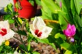 White Hibiscus rosa-sinensis flower Royalty Free Stock Photo