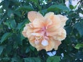 White Hibiscus rosa-sinensis flower Royalty Free Stock Photo