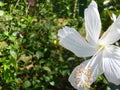 White Hibiscus- Shoeflower Royalty Free Stock Photo