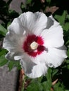 White Hibiscus Syriacus flower