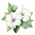 White Hibiscus Watercolor Illustration On White Background