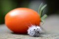 White Hickory Tussock Moth caterpillar ball with tomato Royalty Free Stock Photo