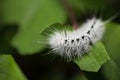 White hickory tussock moth caterpillar Royalty Free Stock Photo