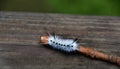 White Hickory Tussock Moth Caterpillar in NewYorkState Royalty Free Stock Photo