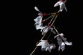 White Higan cherry tree Prunus subhirtella flowers blooming during the spring on dark background Royalty Free Stock Photo