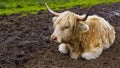 White Highland cow aka Scottish coo Royalty Free Stock Photo
