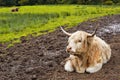 White Highland cow aka Scottish coo Royalty Free Stock Photo