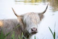White highland cow head closeup